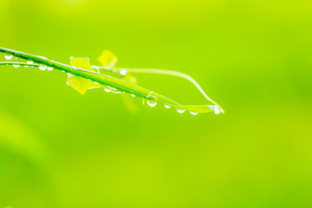 青草和露珠，美丽的大水滴新鲜的早晨露珠在多汁的绿色草地宏。在大自然中滴下纯净透明的水春夏。图片下载