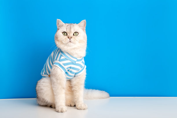 一只可爱的白猫在蓝色和白色的背景条纹衣服的肖像图片下载