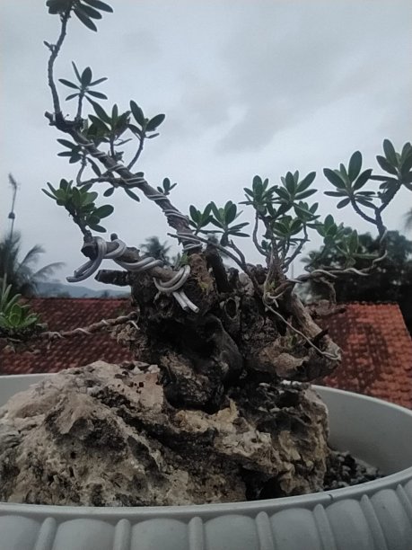 盆景树Backround图片下载