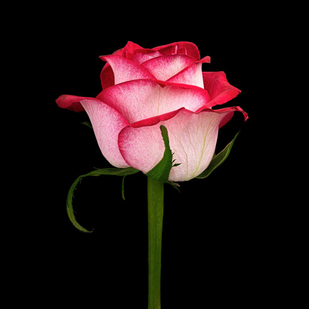 红白玫瑰花头，绿色茎，黑色背景。图片下载