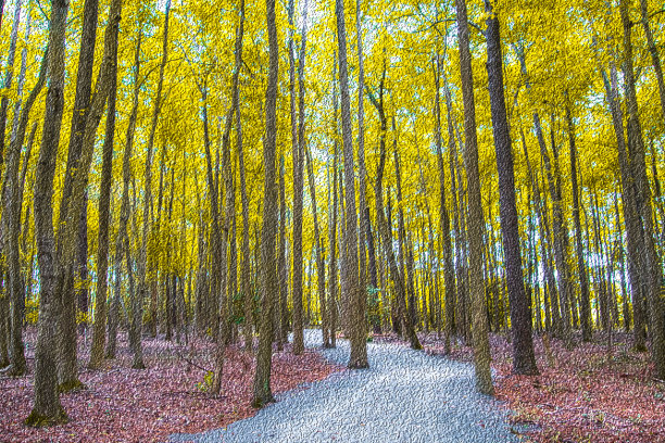 在树林里散步图片下载