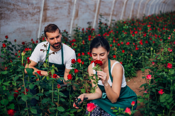 年轻的女人和年轻的男人在绿色的房子里种植玫瑰，女人正在闻红玫瑰图片下载