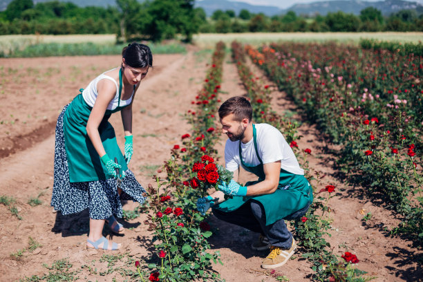 女人和男人在玫瑰花场采花图片下载
