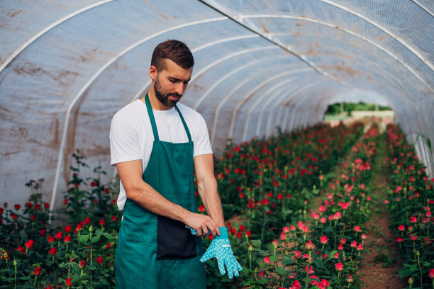 男植物学家戴着园艺手套在满是玫瑰的温室里图片下载