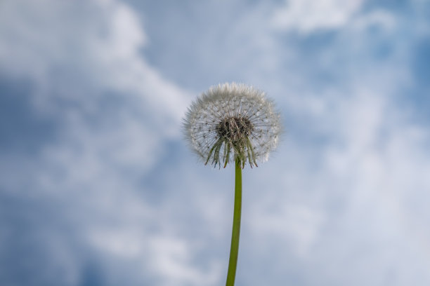 一朵蒲公英映衬着蓝天。图片下载