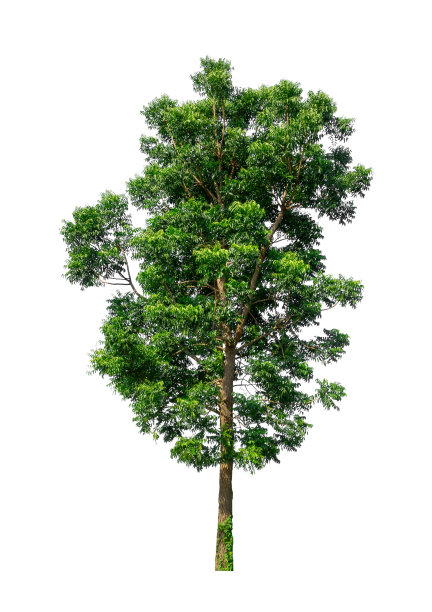 孤立在白色背景上的树既适用于打印也适用于网页图片下载