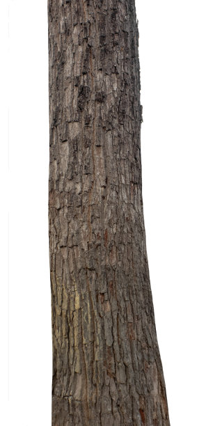 树干孤立的树在白色背景图片下载