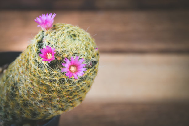 花盆里的仙人掌。家居植物装饰理念。图片下载