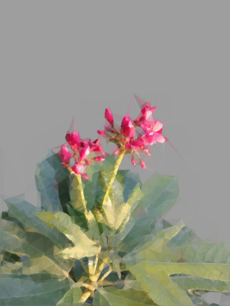 美丽的粉红色花朵与绿叶孤立在灰色背景数码绘画艺术品模式图像照片图片下载