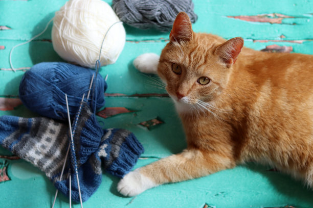 针织短袜图片下载