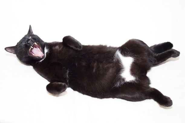 那只黑猫躺着，爪子朝上，肚子张开着。他张着嘴打呵欠。孤立在白色背景上。图片下载