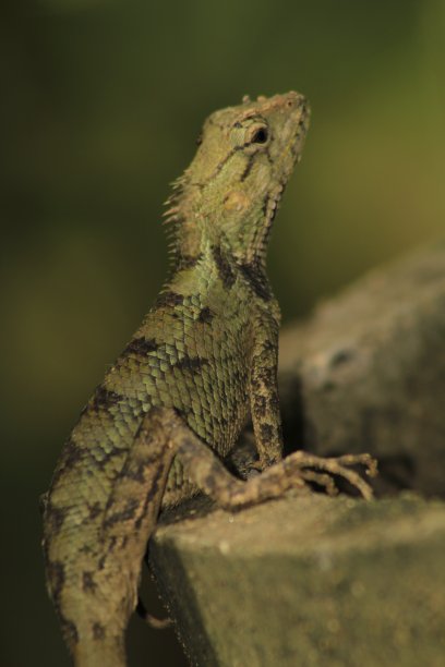 印度变色龙或花园蜥蜴的自然背景。动物野生动物图片下载