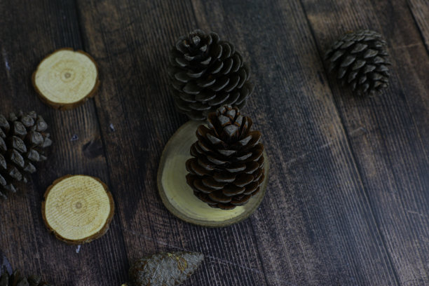 冷杉球果，木底带球果图片下载