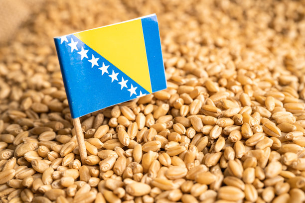 以波黑为旗帜的粮食小麦，贸易出口和经济概念。图片下载