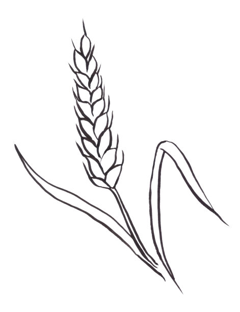 黑白插图的小麦spica孤立在白色背景图片下载