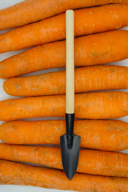 把铲子放在洗过的胡萝卜底子上。副本的空间。图片下载