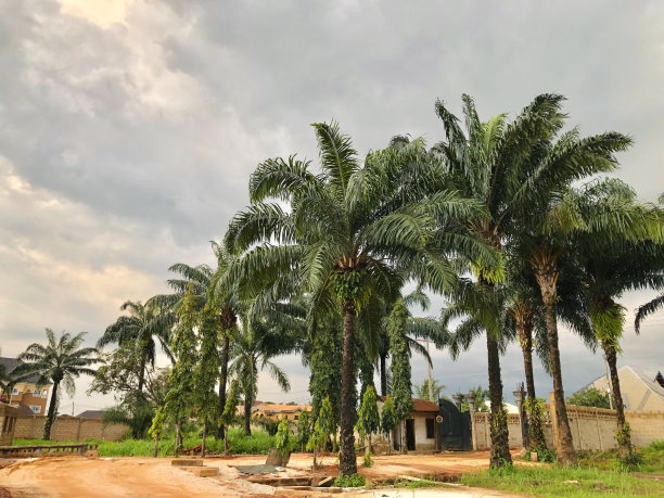 棕榈树和椰子树图片下载