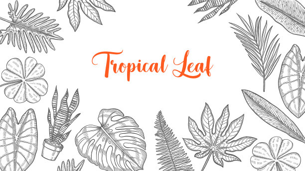 手绘热带树叶集合图片下载