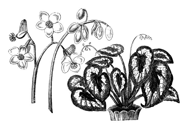 海棠-复古雕刻插图孤立在白色背景图片下载