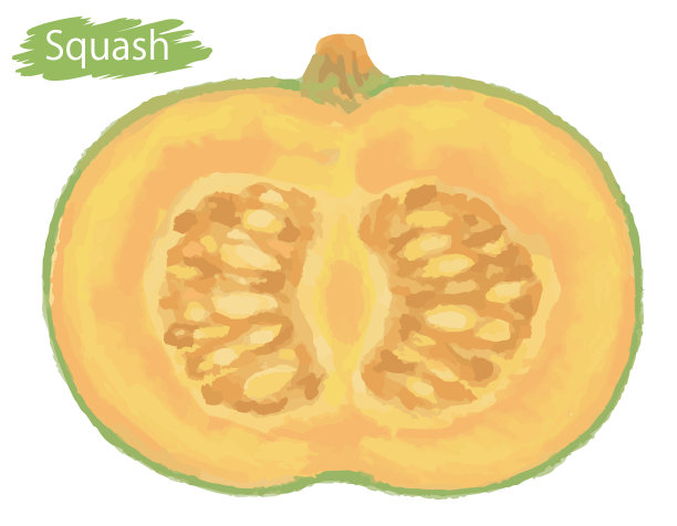 水彩新鲜的南瓜。矢量插图。图片下载