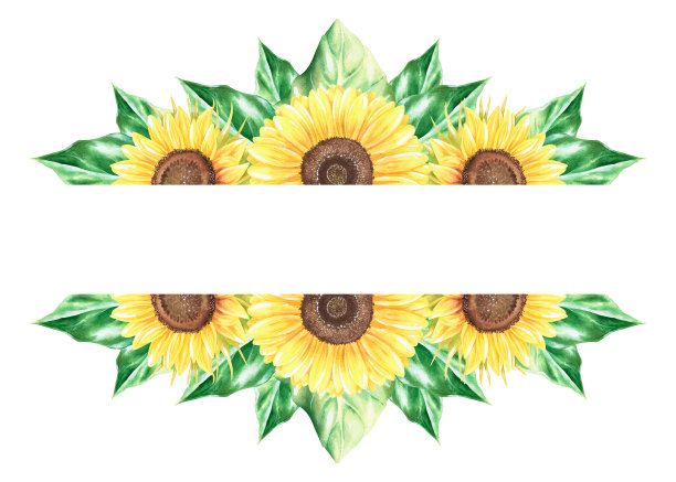 向日葵水平模板。水彩的插图。孤立在白色背景上。图片下载