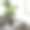 内部有橡胶榕树。窗台上的装饰。前视图。三维渲染图片下载