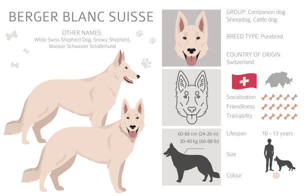 Berger blanc瑞士剪纸不同的大衣颜色图片下载