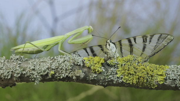 绿色的螳螂坐在树枝上，看着抓住的大蝴蝶。欧洲螳螂(mantis religiosa)和稀有燕尾蝴蝶(Iphiclides podalirius)。微距镜头图片下载