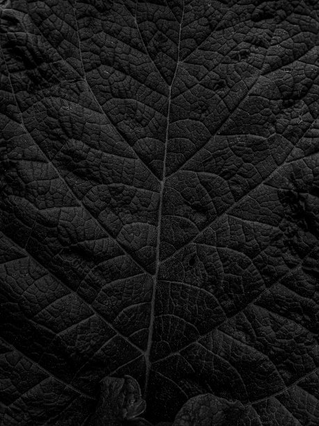 绿叶纹理背景的特写图片下载