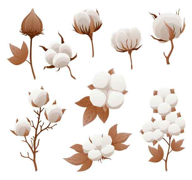 棉花花球和花蕾图标设置软图片下载