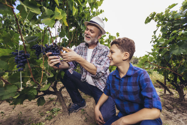 男人和他的儿子在院子里工作，从葡萄藤上采摘成熟的葡萄图片下载