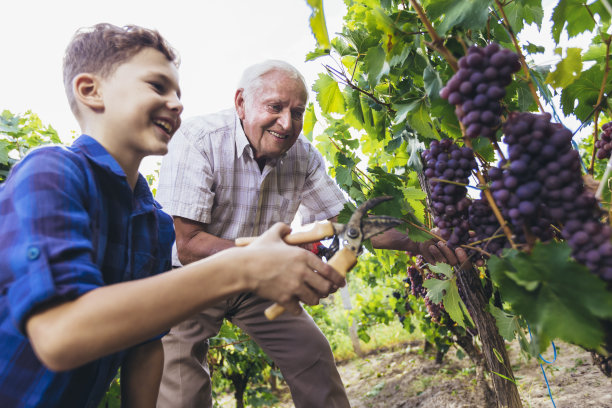快乐的老人和他的孙子在摘葡萄图片下载