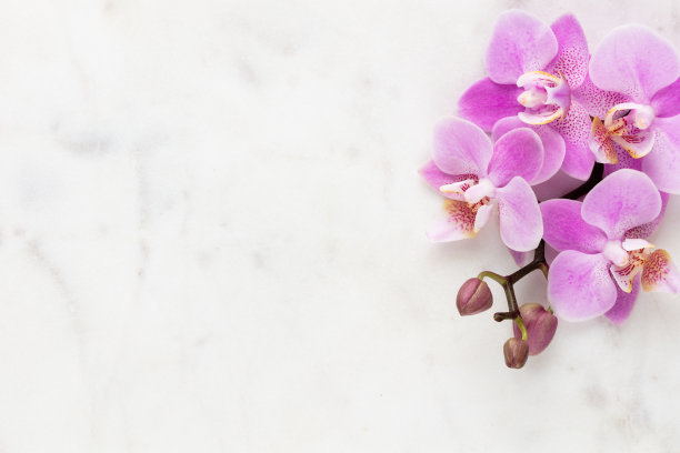 粉彩背景上的粉色兰花主题对象。图片下载