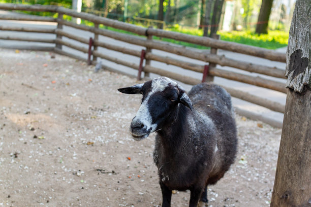 农场里可爱的绵羊和山羊图片下载