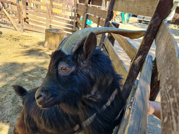 农场里可爱的绵羊和山羊图片下载