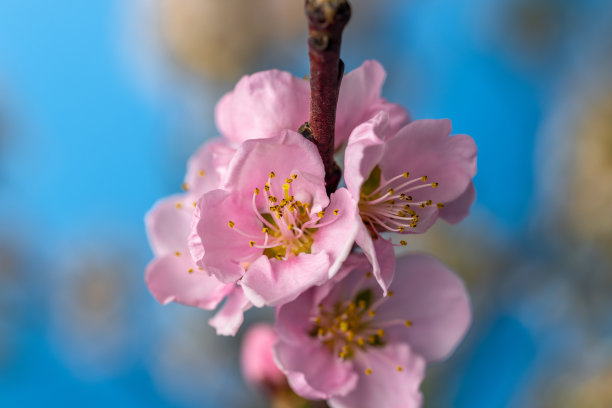 美丽新鲜的桃花在天空中盛开的特写图片下载