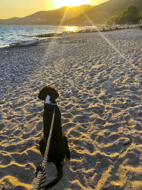 狗和日落图片下载