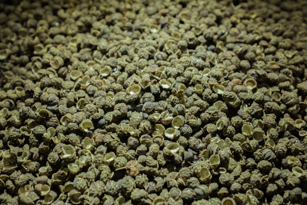 花椒、花椒皮、青椒、花椒(Zanthoxylum piperitum)图片下载