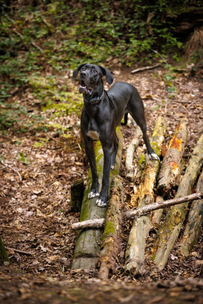 黑色大丹犬图片下载