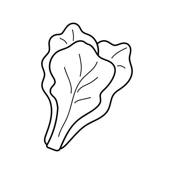 矢量插图涂鸦叶生菜手绘风格。图片下载