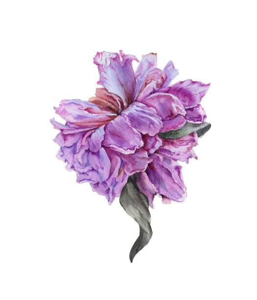 旧的牡丹。孤立在白色背景。图片下载