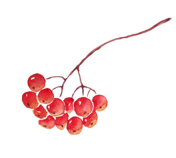 罗文浆果。水彩剪纸艺术。手绘插图图片下载