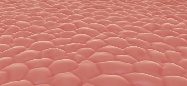 皮肤细胞图片下载