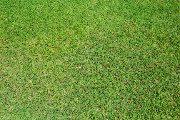 新鲜草坪草。漂亮的绿色花园图片下载