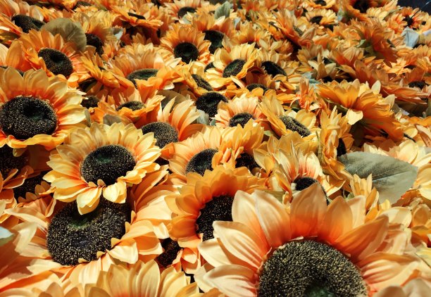 塑料向日葵图片下载