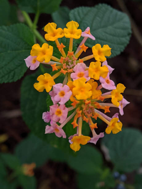 特写照片，美丽的彩色灯笼花图片下载