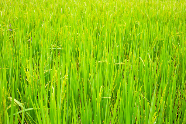 在稻田里种植水稻。图片下载