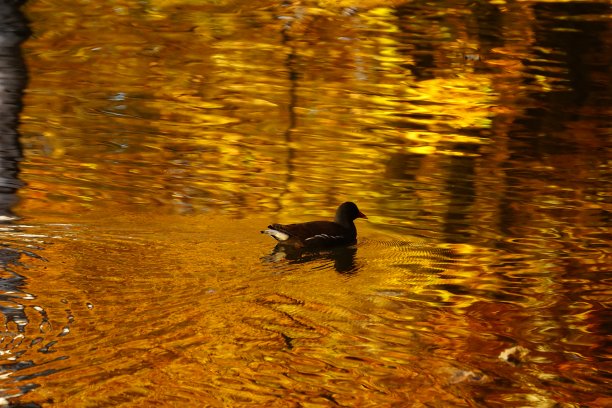 库尔帕克，Bad Aibling，上巴伐利亚，德国。库尔公园位于城市中心，远离喧嚣，是一片宁静、放松的绿色绿洲，也是邂逅的绿洲。图片下载