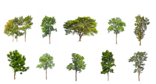 一组孤立的树在白色背景图片下载