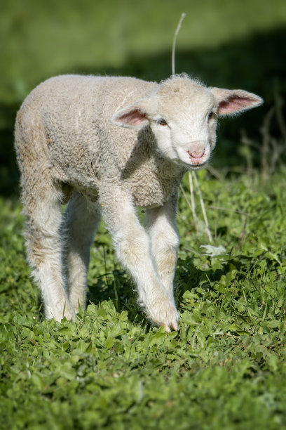 美利奴羊在围场里图片下载
